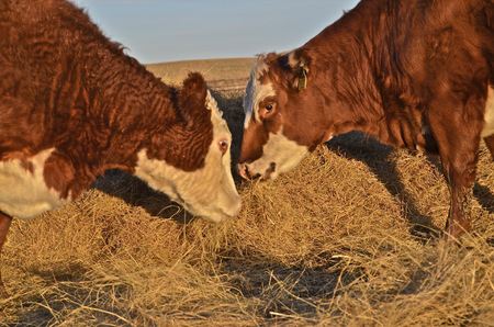 Several Red Angus cows search for hay on a ranch feedlotの写真素材