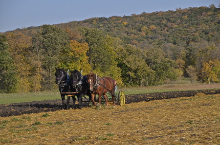 A team of horses are pulling a plow over the stubble of an oats field as the surrounding leaves are turning yellow.の写真素材