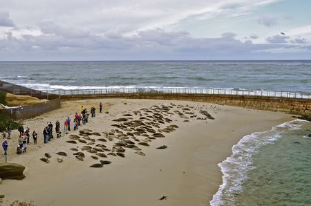 Crowds of tourists observe the sea lions which rest in the sandのeditorial素材