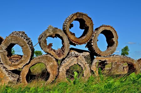 Huge chunks of a cottonwood tree with hollowed out centers are stacked in a pile.の写真素材