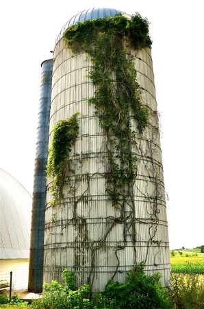 Vines grow up the side of a silo on a dairy farmの写真素材
