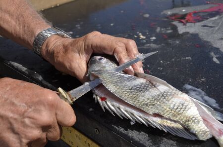 A fisherman uses  sharp filleting knife is used to clean a fishの写真素材
