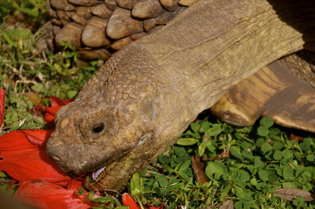 A land turtle or tortoise eats on red flower petalsの写真素材