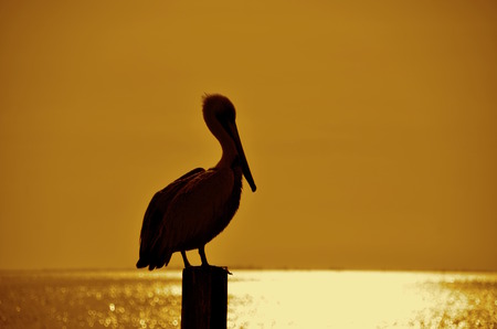 SepiaA pelican standing on a post is silhouetted against the setting sunset and ocean reflection of the light.の写真素材