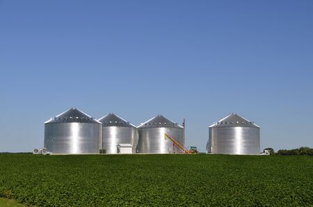 New steel galvanized grain bins  behind a soybean field reflect the morning sunのeditorial素材