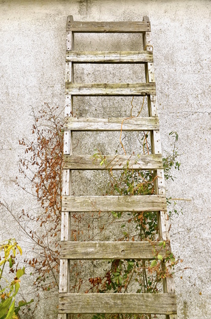 An old wood ladder leaning against a stucco wall is surrounded by ivy, vines, and wild flowersの写真素材