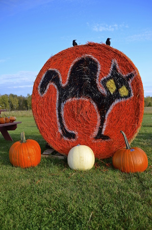 A spooky black cat is painted on an orange colored round bale surrounded by pumpkins.の写真素材