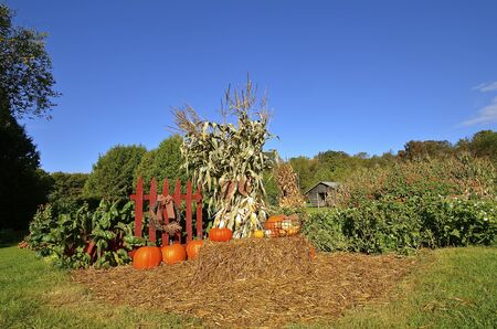 Colorful gourds, pumpkins, squash, and corn shocksの写真素材