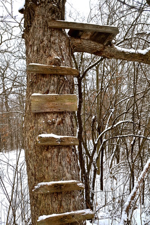 Fresh snow falls on an the rickety old steps on a huge oak tree leading up to a homemade deer standの写真素材