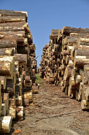 Piles of pine logs to be used in the production of rough sawed lumberの写真素材