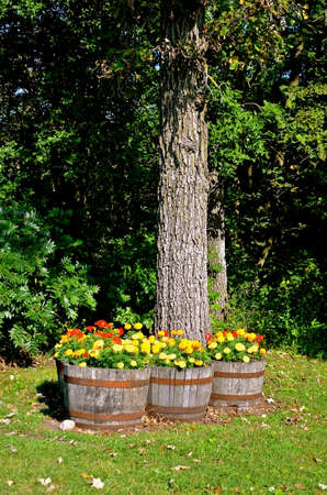 Half wood barrels filled with flowers and placed around a large oak tree