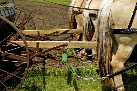 A team of beautiful horses are hitched to a drill seeder as the planting will occur in the nearby...