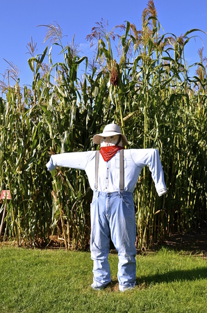 Human like scare crow in front of a field of tall cornの写真素材