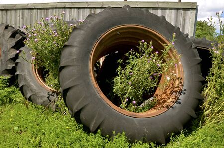 Blooming thistles are growing out of old tractor tires piled up against a weathered wood fence.の写真素材