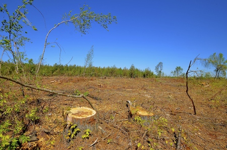 A forest has been clear cut by a wood company in the cycle of tree farmingの写真素材