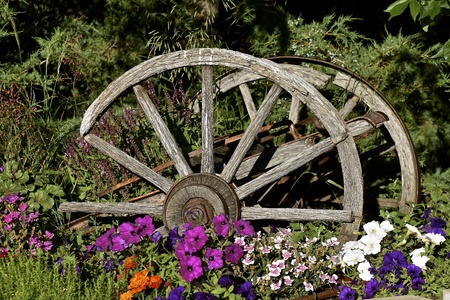 Weathered old wooden buggy wheels provide decoration in a colorful flower gardenの写真素材