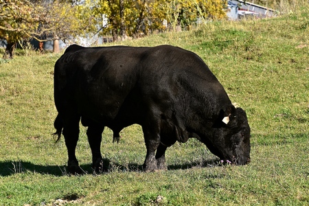 A solitary Angus bull grazes in a pastureの写真素材