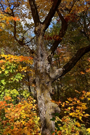 A huge maple tree trunk surrounded by the autumn colored leaves