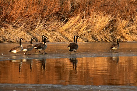 Several Canada geese walk on the ice with reflections on the nearby open watersの写真素材
