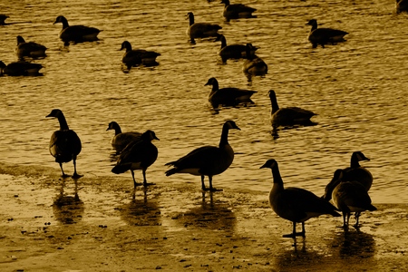 (Sepia)  Canada geese are silhouetted standing o ice and swimming in water.の写真素材