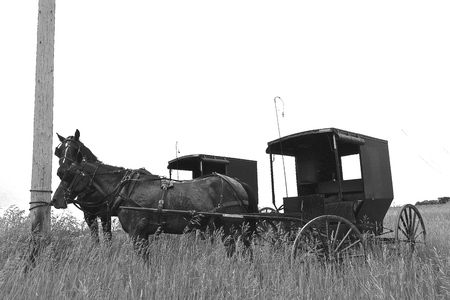 Horses pulling Amish buggies are tied to a telephone post.の写真素材