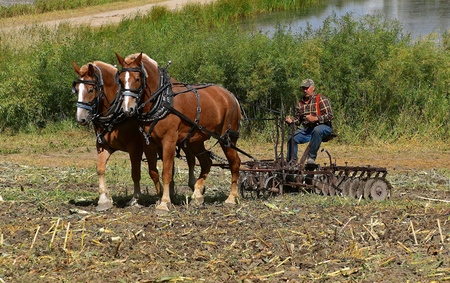ROLLAG, MINNESOTA, Sept 2. 2017: An unidentified man and a team of horses are demonstrating historical field work at the annual WCSTR farm show in Rollag held each Labor Day weekend where 1000's attend.のeditorial素材