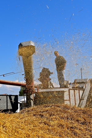 The chaff, dust, and straw leaving the blow pipe of an old threshing machine hide the  unidentified operator of the thresher.の写真素材