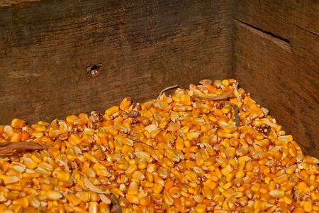 Shelled golden corn kernels are stored in a wooden grain bin