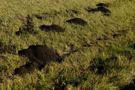 Fresh mounds from the digging and tunneling of pocket gophersの写真素材