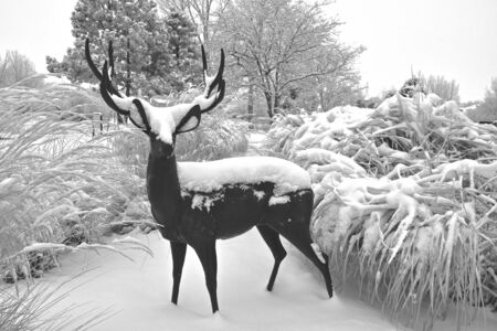A sculpture of a deer surrounded by long grass is covered by a fresh snow. (black and white)の写真素材