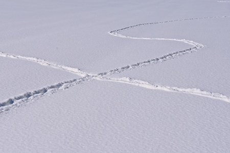 Animal tracks criss-cross in the fresh powdery snow sheet of ice over a river.の写真素材