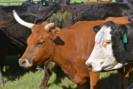 A beef cow with one crumpled horn is in the midst of a herd of Angus cattle