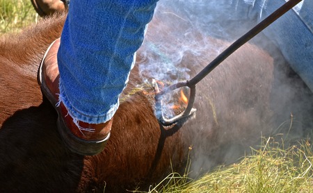 A branding iron on a beef calf singes the hair which erupts in an instant flame.