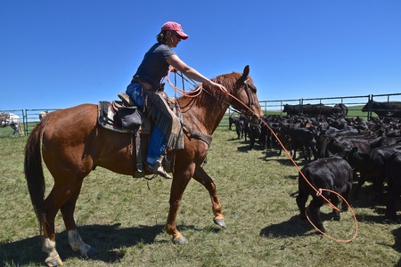 MUD BUTTE, SOUTH DAKOTA, May 23, 2018: The annual roundup and branding of cattle brings the area...