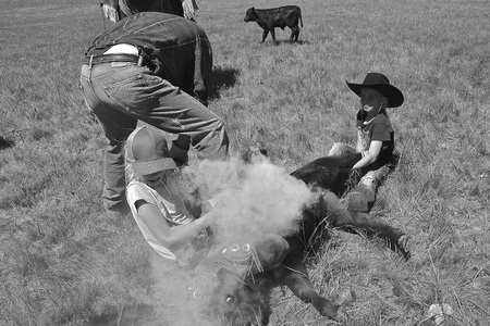 MUD BUTTE, SOUTH DAKOTA, May 23, 2018: The annual roundup and branding of cattle brings the area cowboys and cowgirl in the process on the One Wing Triangle Ranch.のeditorial素材
