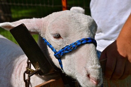 The head of a spring sheep is secured to a frame by a halter as it is being prepared for a livestock judging contest.の写真素材