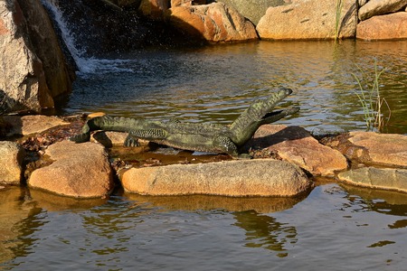 A metal alligator rests on rocks in a backyard pond.の写真素材
