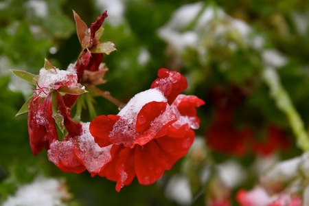 A blooming red geranium is covered with ice and snow from an early snowstormの写真素材