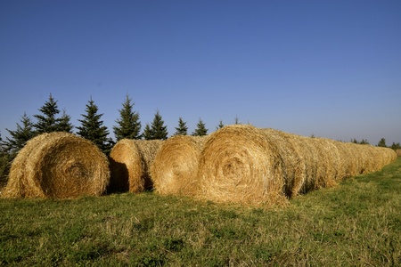 Huge round hay bales are piled in a field after baling