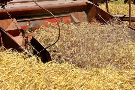 Ripe wheat is cut with her conveyors carrying the stalks into the threshing cylinders of a combine.の写真素材