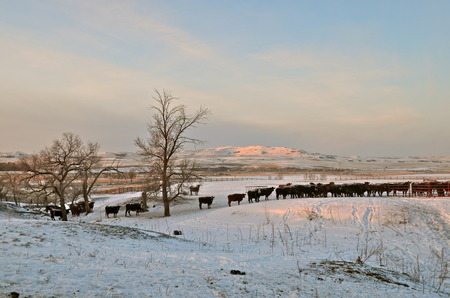 A black Angus beef cow line up in a feedlot during cold snowy harsh conditions.の写真素材