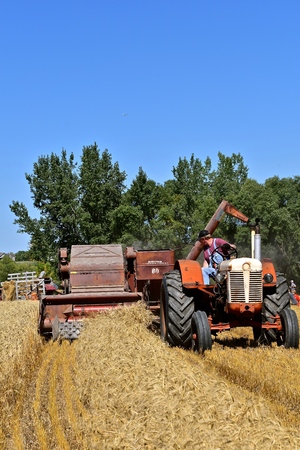 ROLLAG, MINNESOTA, September 1, 2018: An old International 80 combine and tractor participate in a field demonstration of harvesting wheat at the annual WCSTR farm threshers reunion in Rollag held each labor Day weekend where thousands attend.のeditorial素材