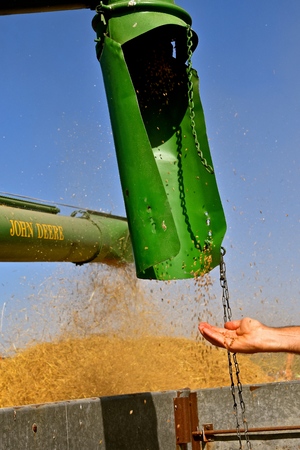 An open hand catches wheat kernels as they leave the auger of an old threshing machineの写真素材