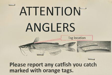 A stapled sign asks anglers to report catching a tagged catfish