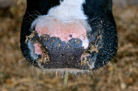Close up portrait of black and white Holstein cow nose eating ground feed.の写真素材