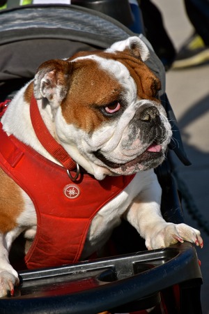 FARGO, NORTH DAKOTA, May 13, 2019 Dogs and trainers/owners participate in the Furgo Dog Race which is underway at the annual Fargo Marathon which also includes a cyclothon, youth, 5K, 10K, half, and full runs.のeditorial素材