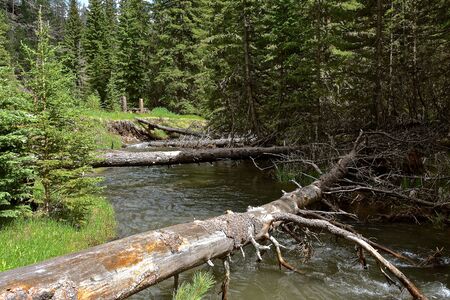 Fallen huge pine tree trunks spread across a mountain stream serving as a walking bridge.の写真素材