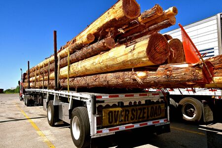 A semi trailer loaded with long fir or pine logs  is in  parking lot.