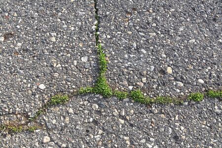 Volunteer weeds and grass grow through the cracks of an asphalt walking path.の写真素材