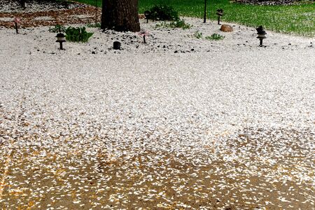 The white petals of a flowering crab tree leave a blanket of  fallen blossoms a driveway